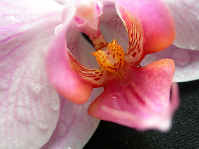 Orchidee, rosa