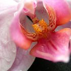 Orchidee, rosa