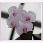 Orchidee, rosa gestreift