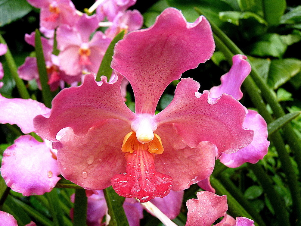 Orchidée rose photo et image asia, singapore, southeast asia Images