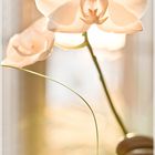 Orchidee rosé