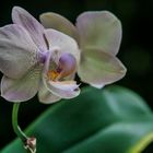 orchidée rosée