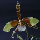 Orchidee - Rossioglossum