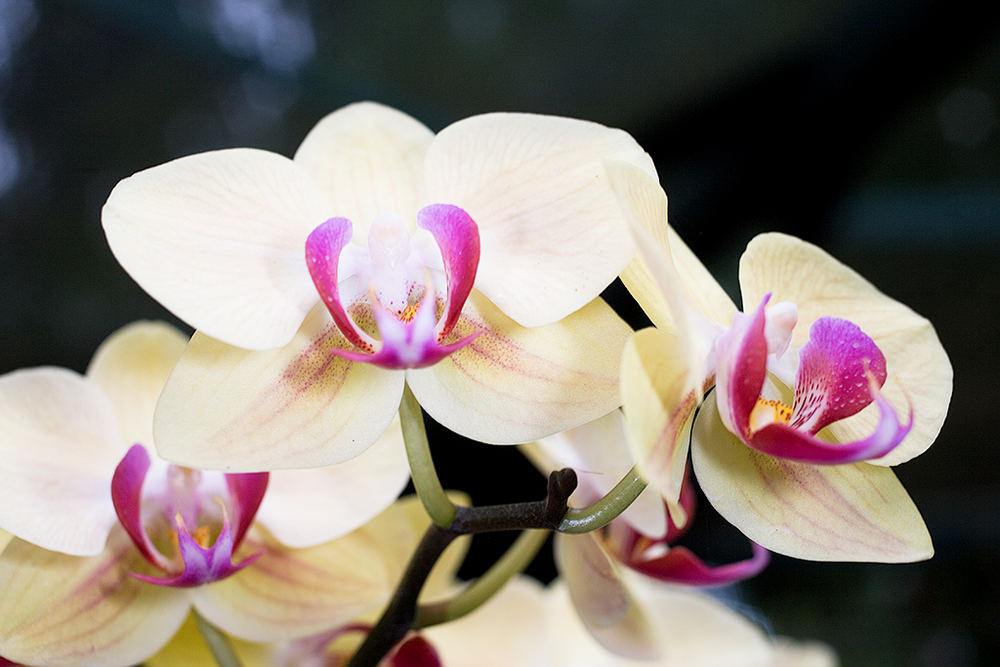 Orchidee S 24