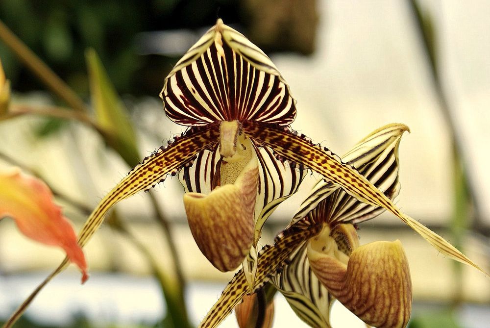 ORCHIDEE SABOT DE VENUS