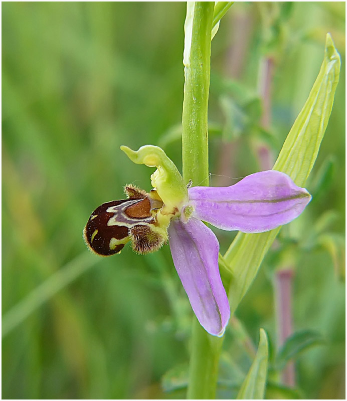 orchidee sauvage 2