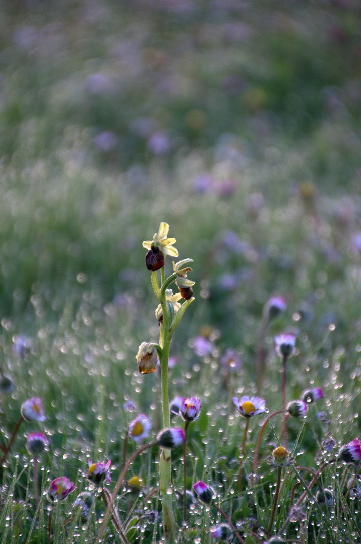 orchidée sauvage