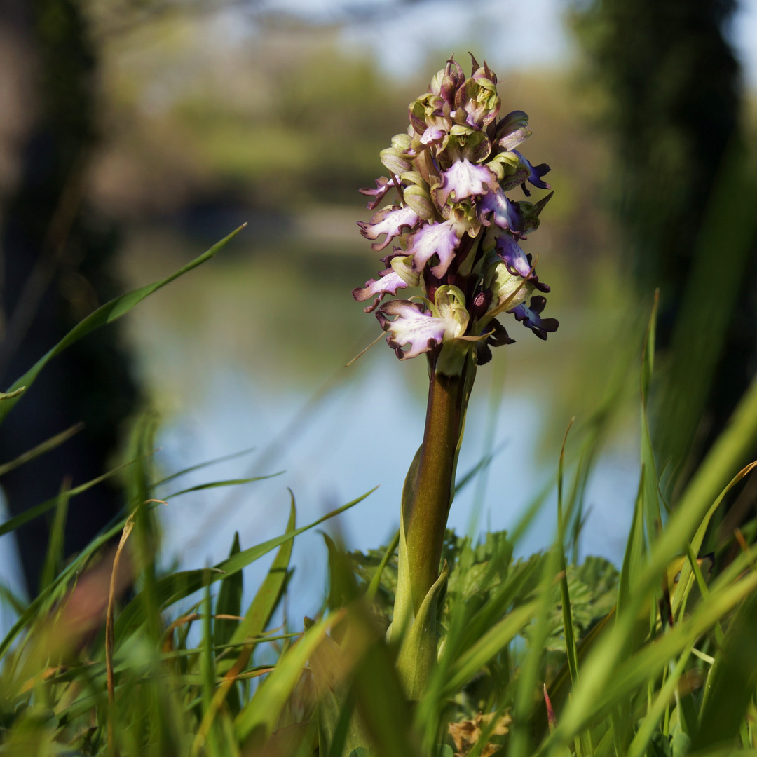 Orchidée Sauvage