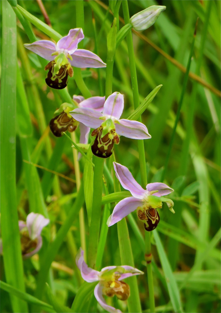 ... orchidée  sauvage ..!!!...