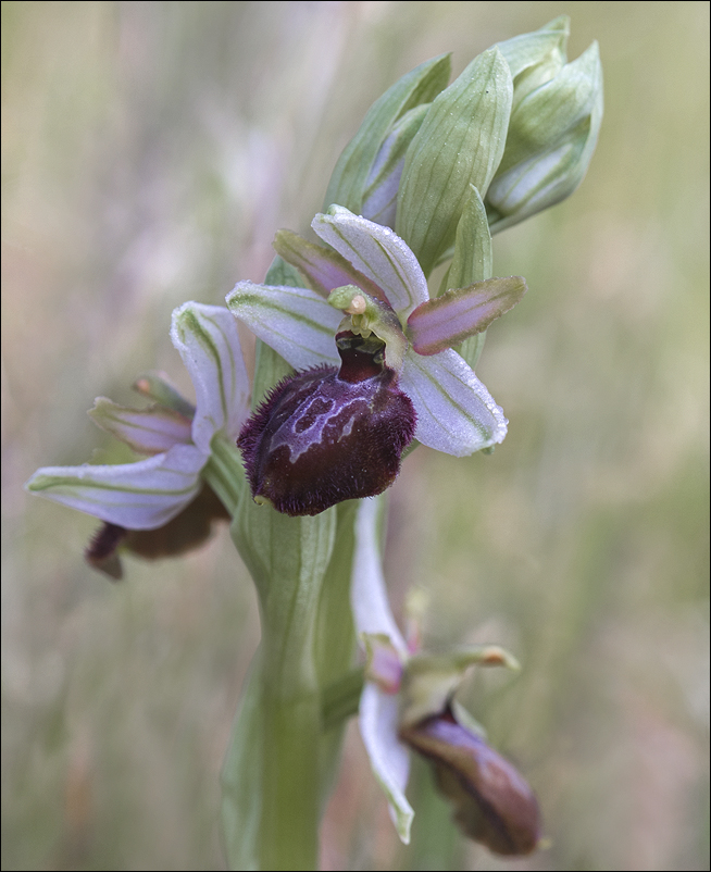 Orchidée sauvage 