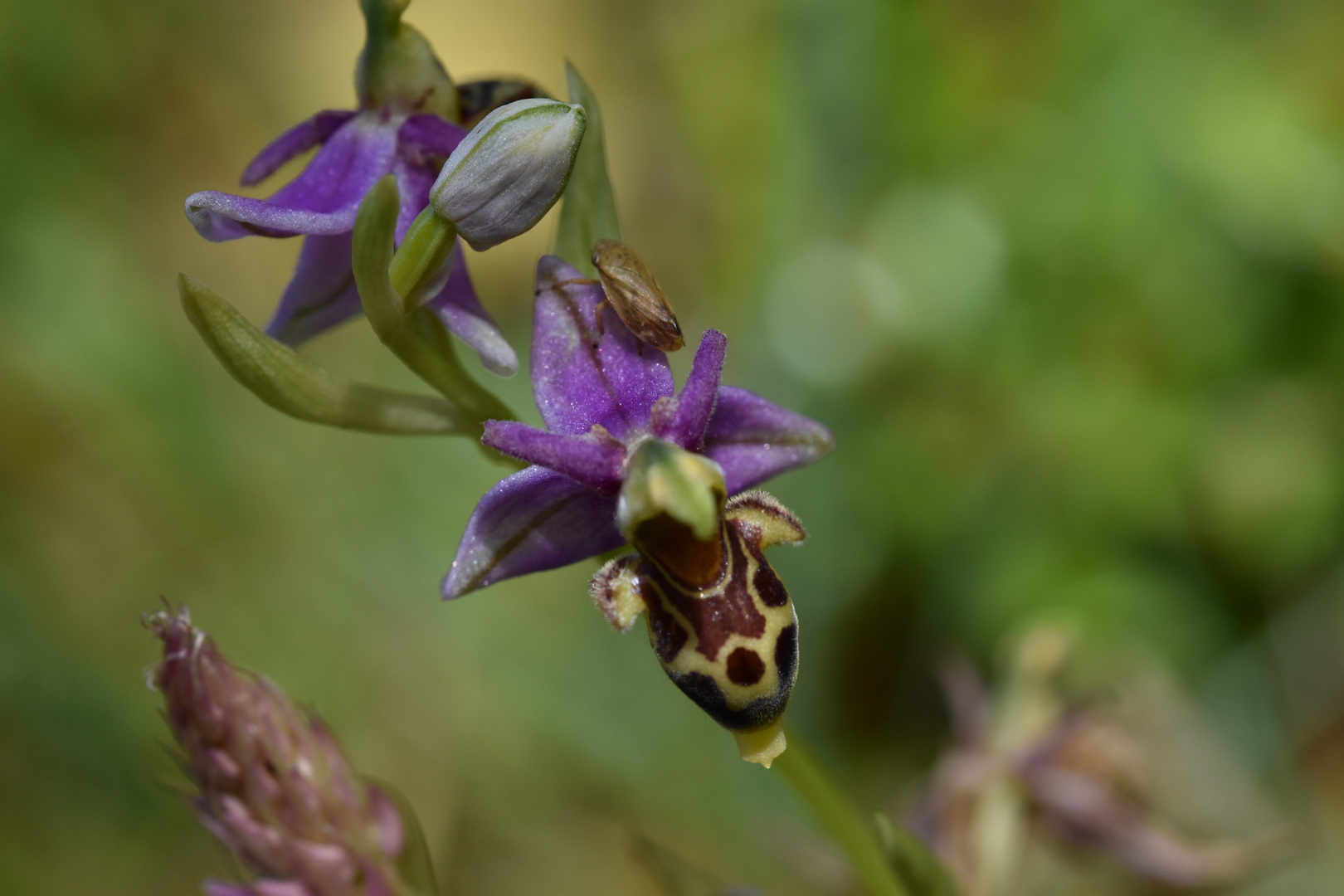 Orchidée sauvage