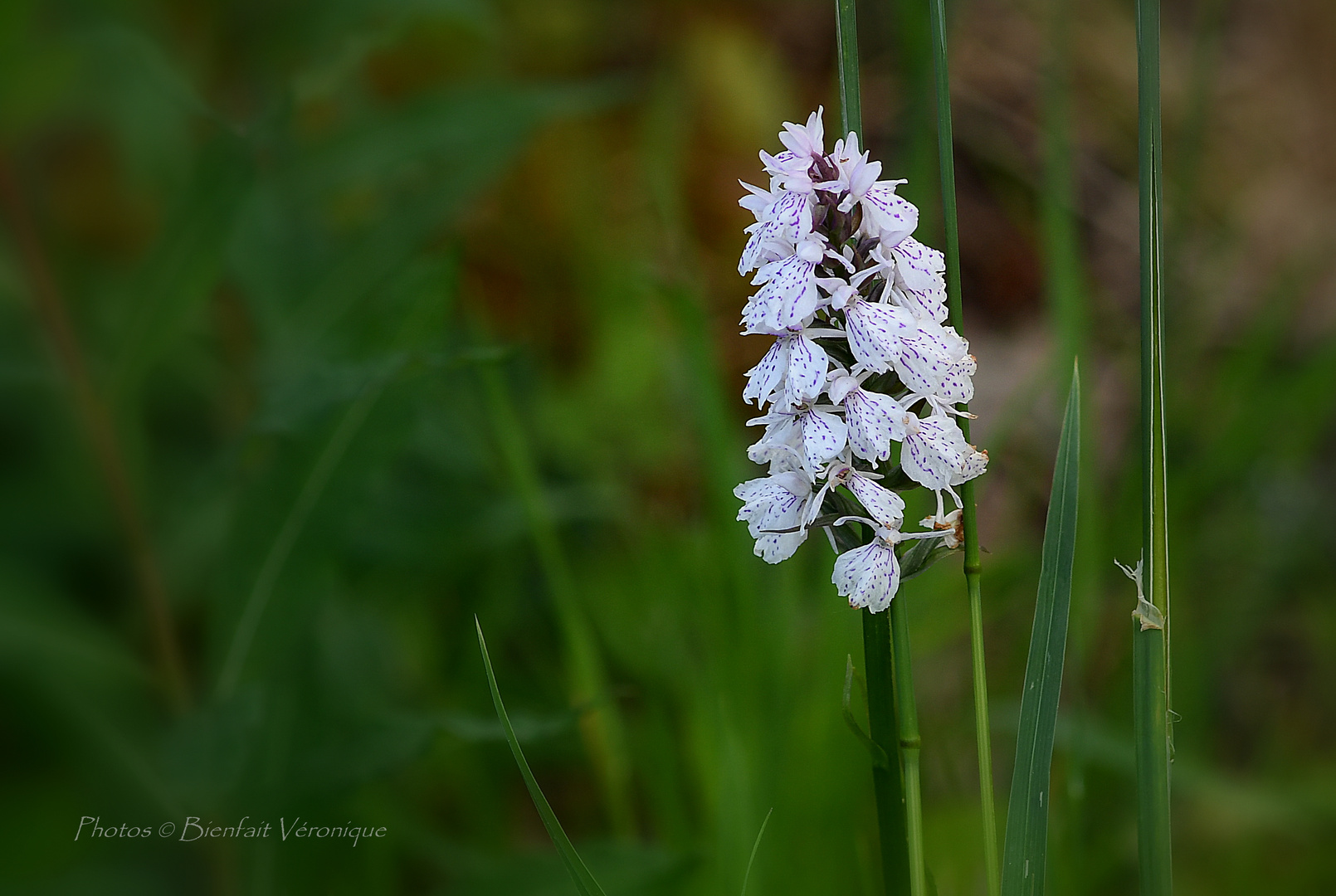 orchidée sauvage 