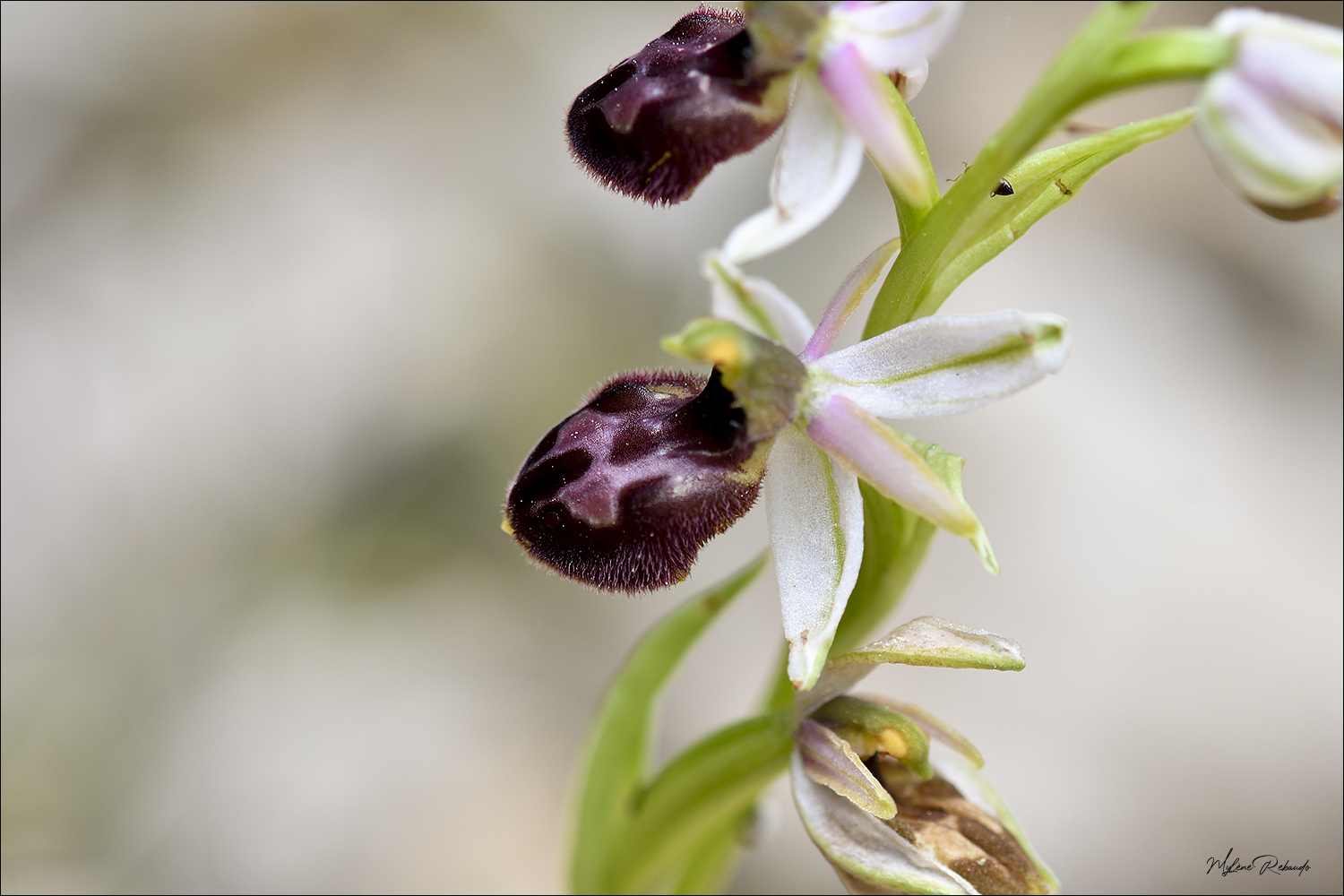 Orchidée sauvage