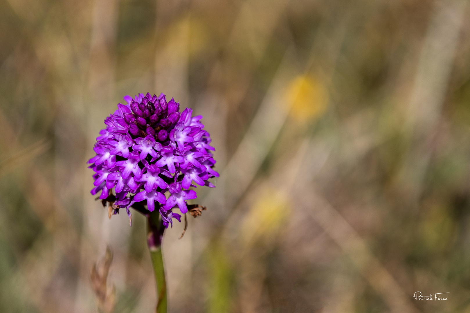 orchidée sauvage