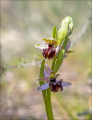 Orchidée sauvage 