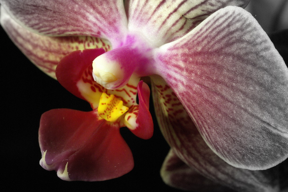 Orchidée Sauvage