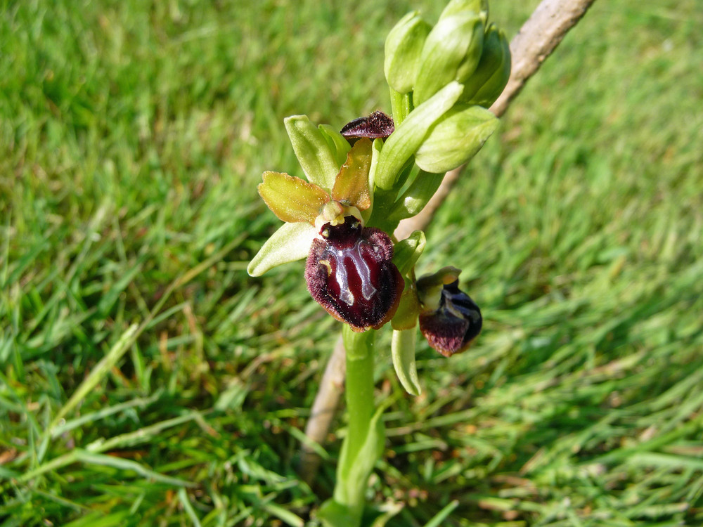 orchidée sauvage