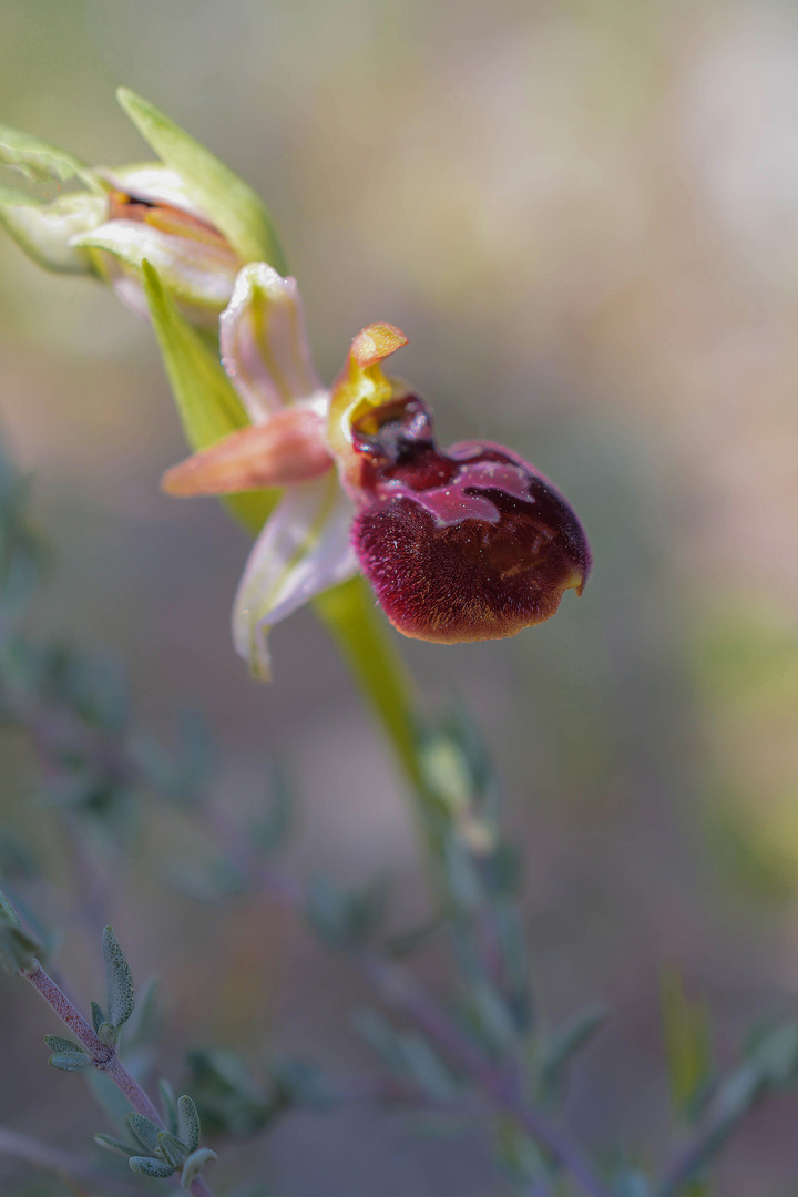 Orchidée sauvage