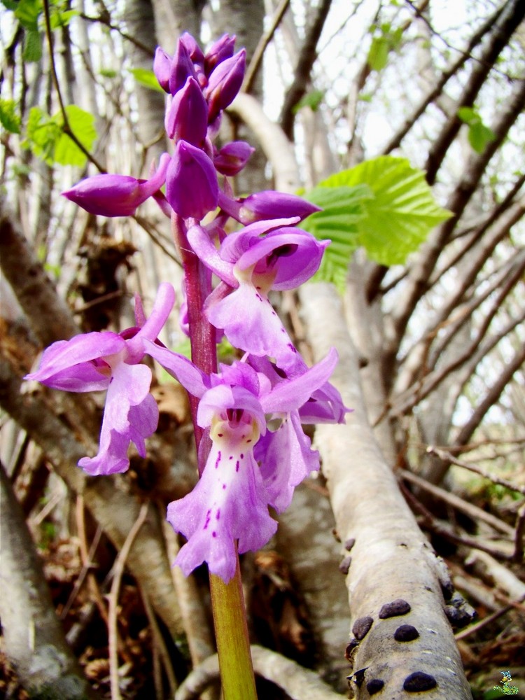 orchidée sauvage