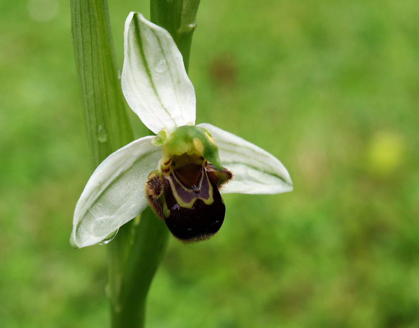 Orchidée sauvage blanche dans le jardin 2 Weisse wilde Orchidee im