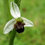 Orchidée sauvage blanche dans le jardin 2 - Weisse wilde Orchidee im Garten 2