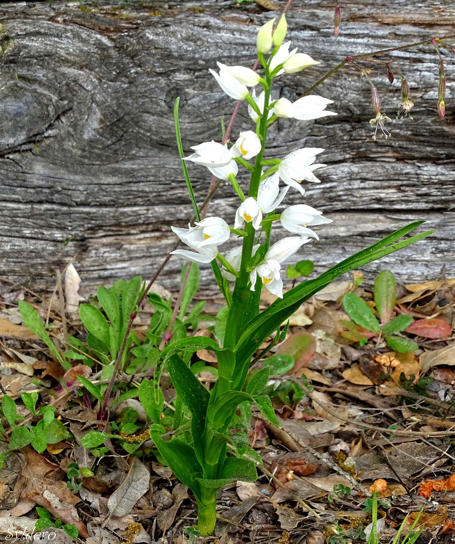 Orchidée sauvage