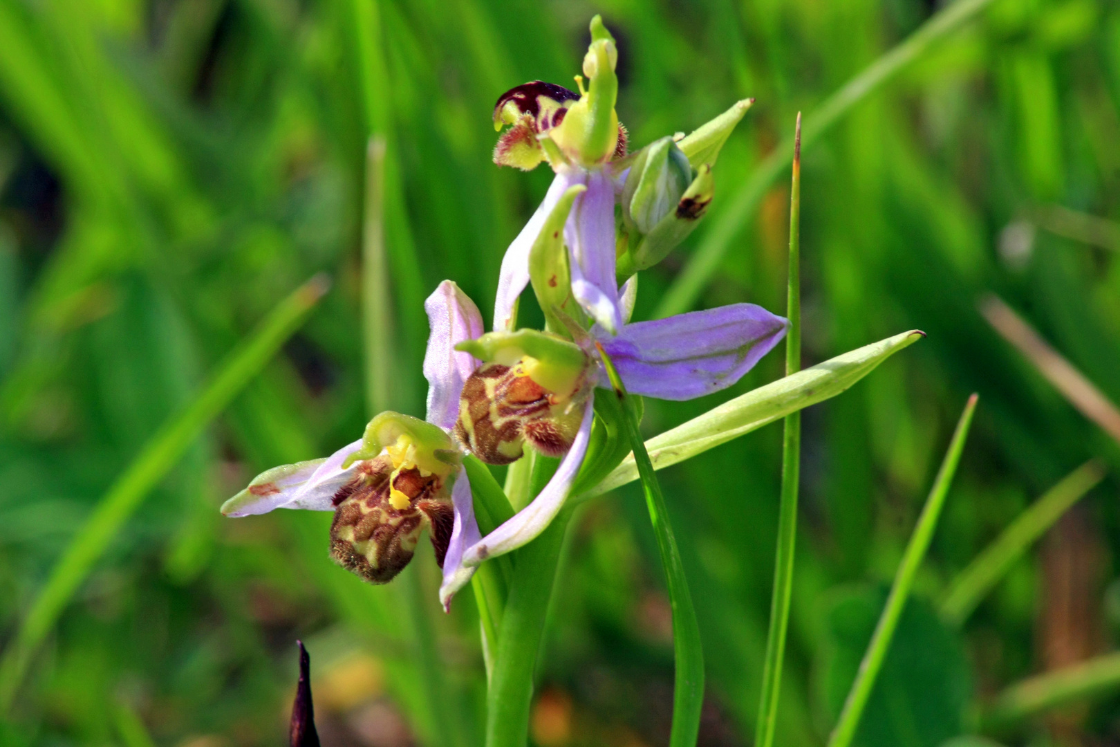 Orchidée sauvage