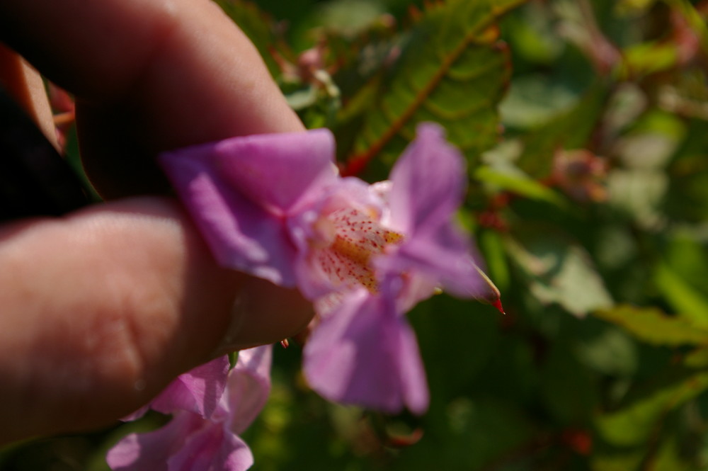 Orchidée sauvage