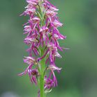 Orchidée sauvage. Hybride : Orchis simia x Orchis antropophora