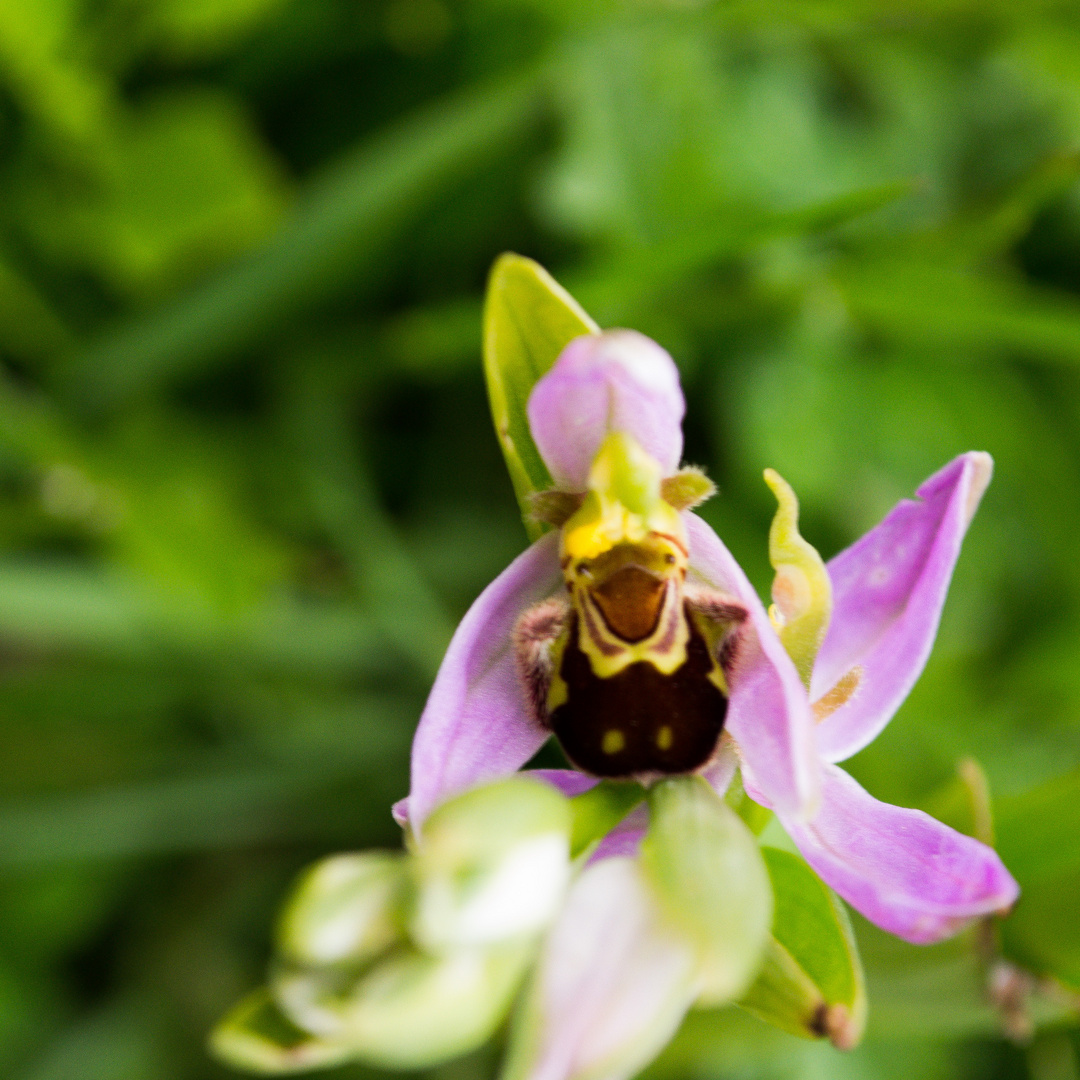 Orchidée sauvage n°1