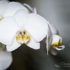 Orchidee - Schönheit der Natur