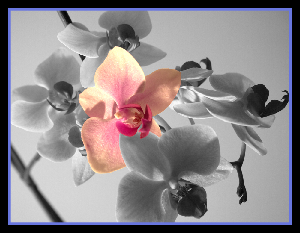 Orchidee Schwarz Weiss Foto Bild Pflanzen Pilze Flechten Bluten Kleinpflanzen Orchideen Bilder Auf Fotocommunity