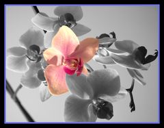 Orchidee Schwarz Weiß