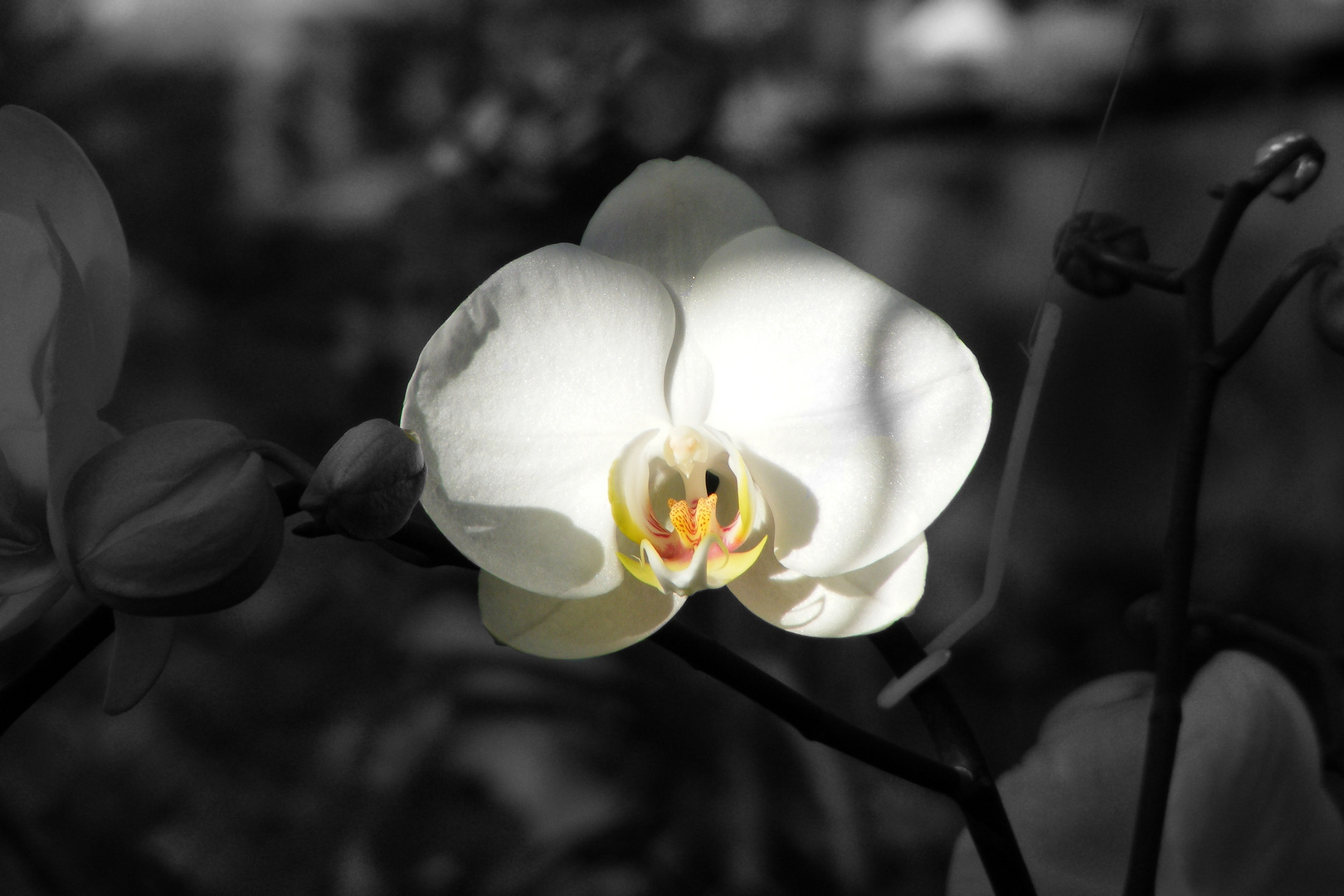 Orchidee Schwarz/Bunt