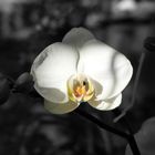 Orchidee Schwarz/Bunt