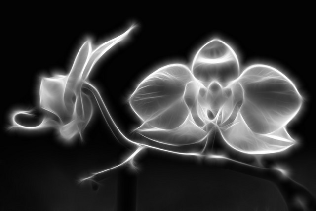 Orchidee Schwarz Weiss Foto Bild Pflanzen Pilze Flechten Bluten Kleinpflanzen Orchideen Bilder Auf Fotocommunity