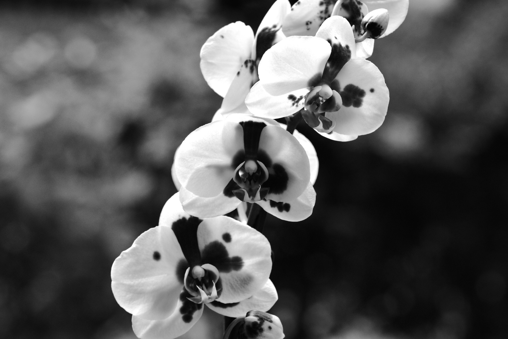 Orchidee Schwarz Weiss Foto Bild Pflanzen Pilze Flechten Bluten Kleinpflanzen Orchideen Bilder Auf Fotocommunity