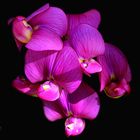 Orchidee selvatiche