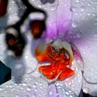 orchidée sous la pluie