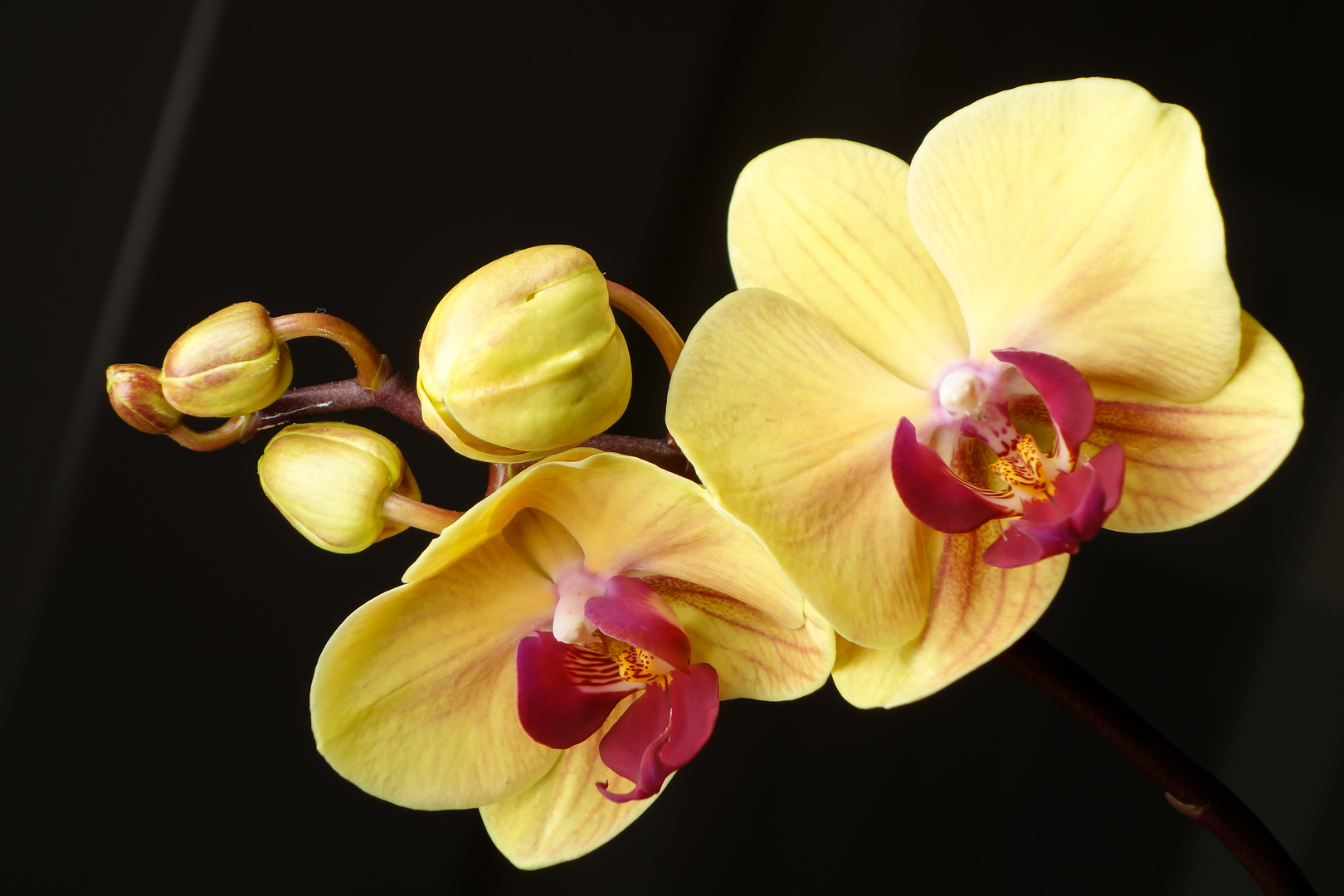 Orchidee strahlt im Dunkel