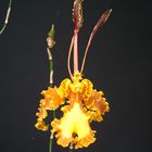 Orchidée sur tableau noir