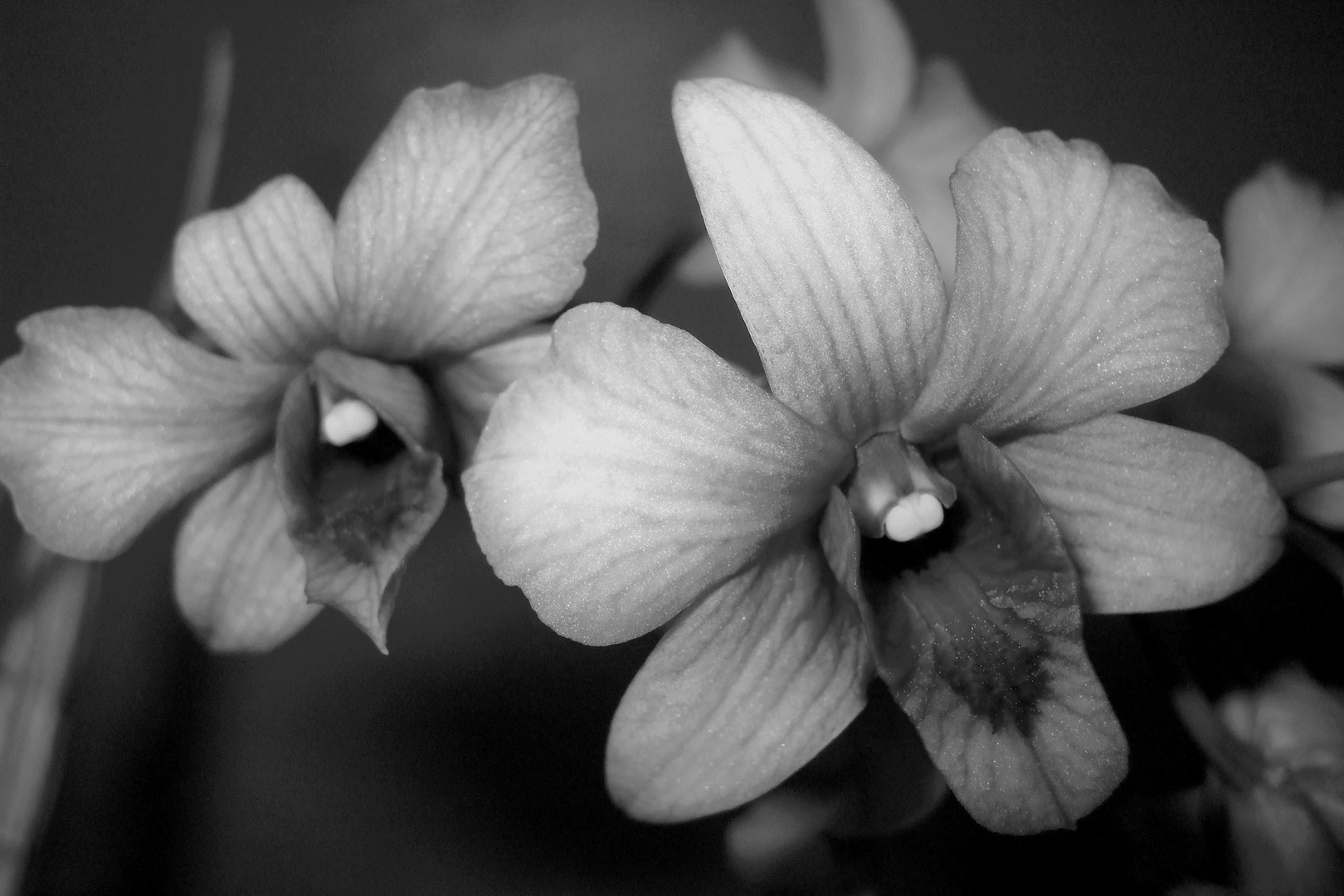 Orchidee s/w