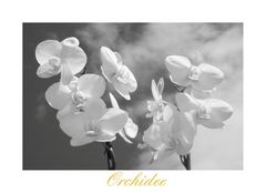 Orchidee s/w