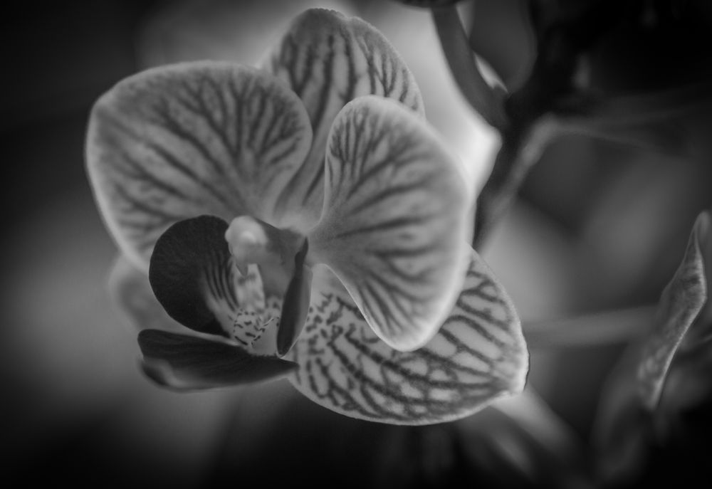 Orchidee sw