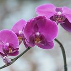 orchidee-tageslicht