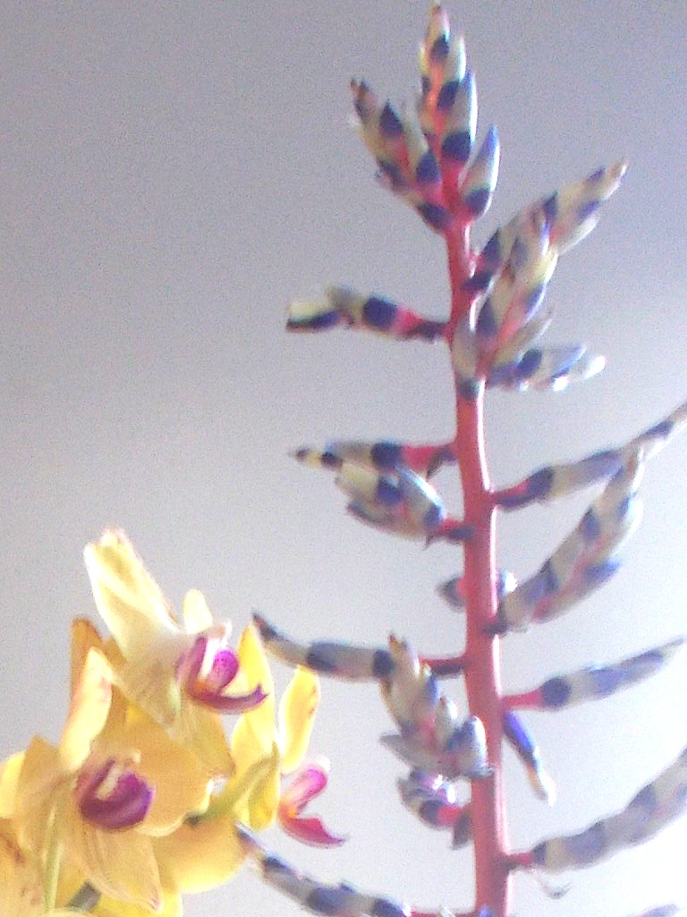 Orchidee und Aechmea-Blüte