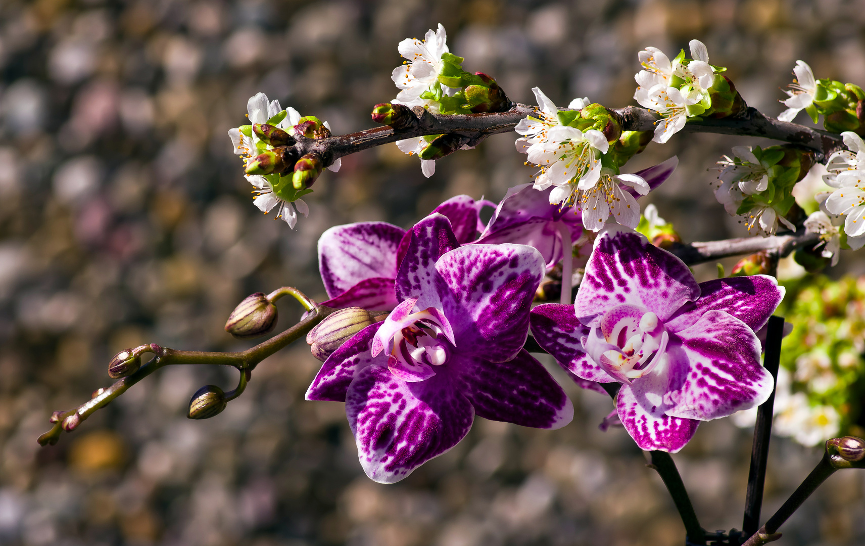 Orchidee und Kirsche am Blühen