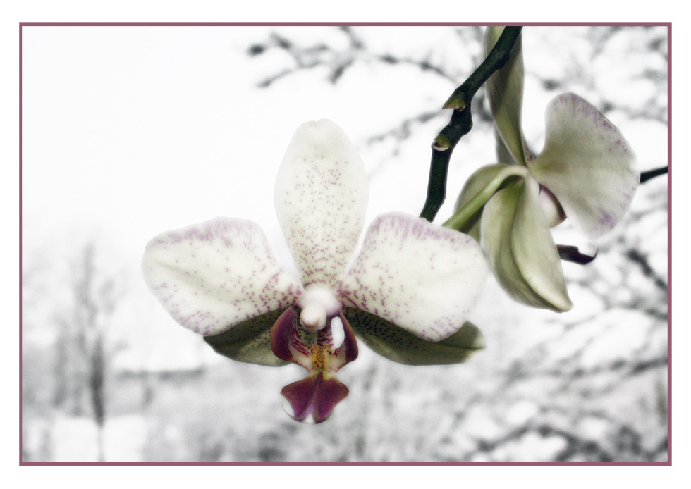 Orchidee und Schnee