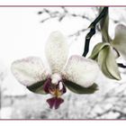 Orchidee und Schnee