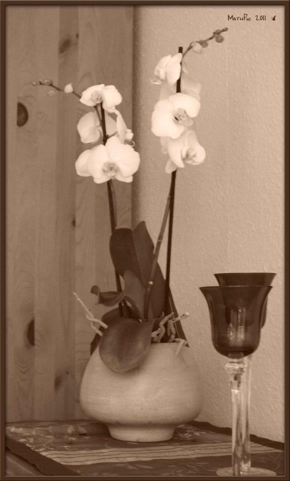 Orchidee / Unser Leben